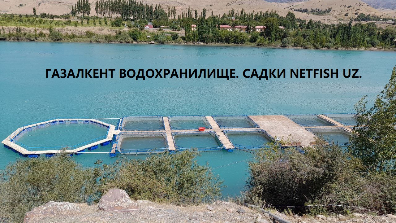 Gazalkent Fish Farm